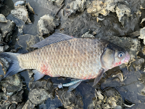 コイの釣果