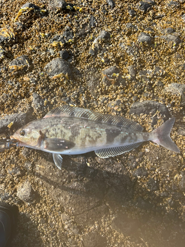 ホッケの釣果