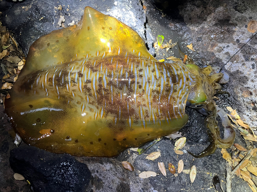 アオリイカの釣果