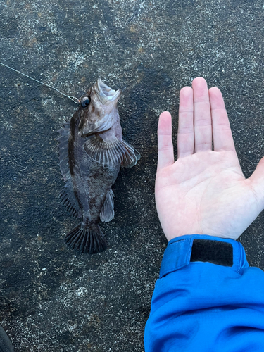 クロソイの釣果