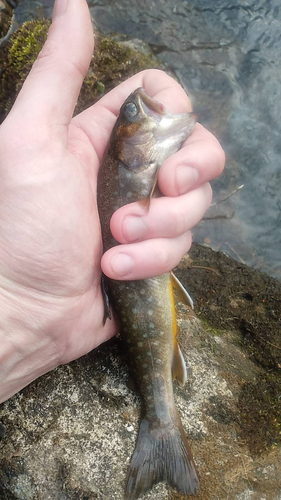 イワナの釣果