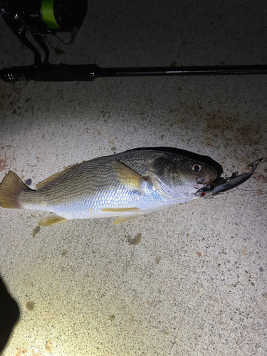 ニベの釣果