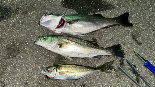 アジの釣果