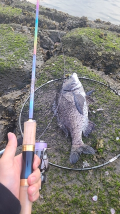 クロダイの釣果