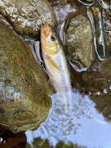 ヤマメの釣果