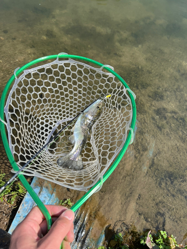 ニジマスの釣果