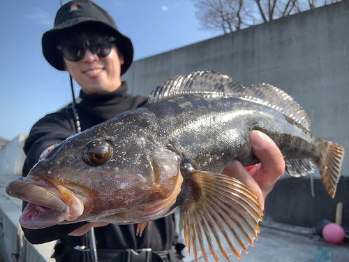 アイナメの釣果