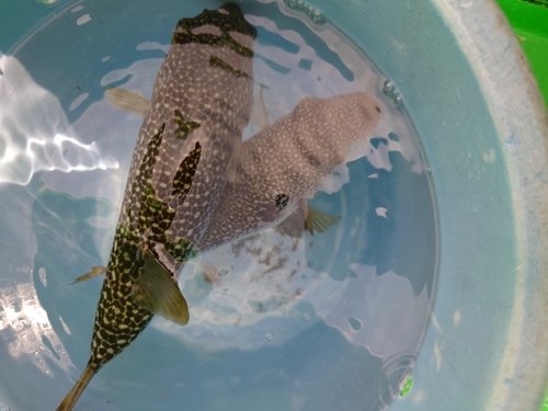 ショウサイフグの釣果