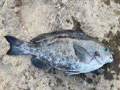 メジナの釣果