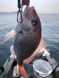 マダイの釣果