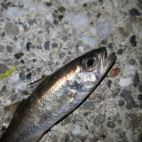 ムツの釣果