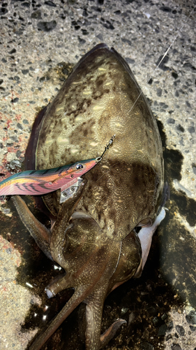 モンゴウイカの釣果