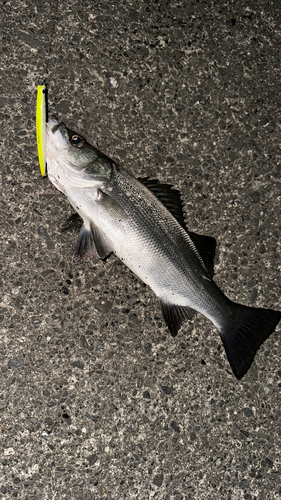 フッコ（マルスズキ）の釣果