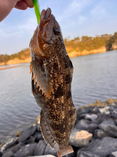 アイナメの釣果