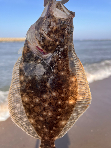 ヒラメの釣果