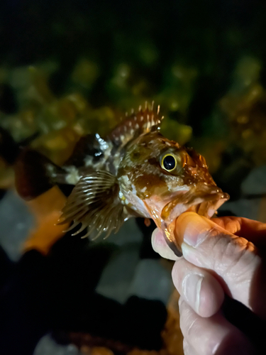 ガシラの釣果