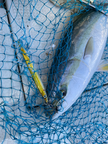 メジロの釣果