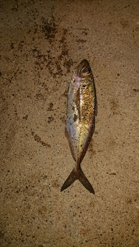 ハッピーフィッシング新潟東港第2堤防の釣果・釣り場情報