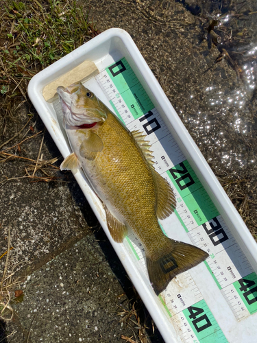 釣果一覧】岩手県で釣れたスモールマウスバス - アングラーズ