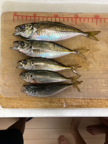 アジの釣果