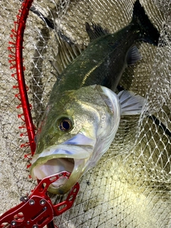 フッコ（マルスズキ）の釣果