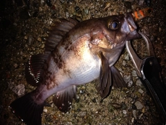 シロメバルの釣果