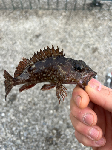 カサゴの釣果