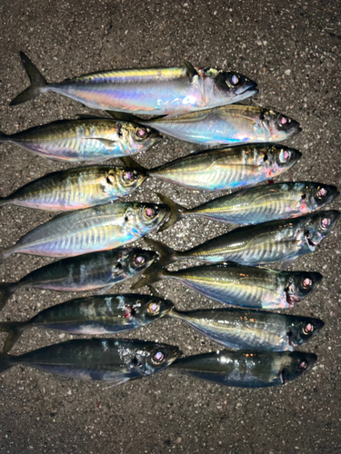 アジの釣果