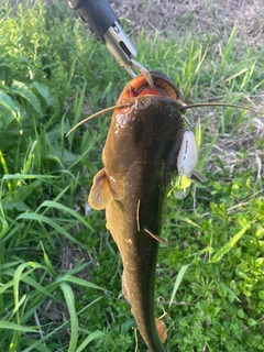 ナマズの釣果