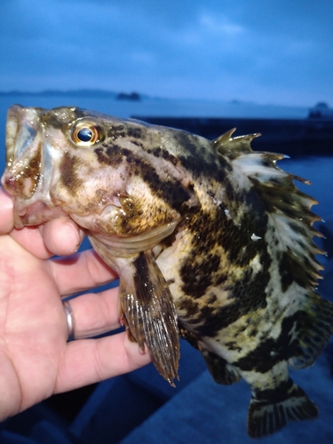 タケノコメバルの釣果