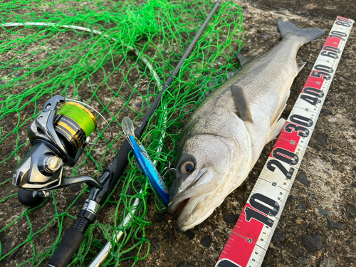 シーバスの釣果