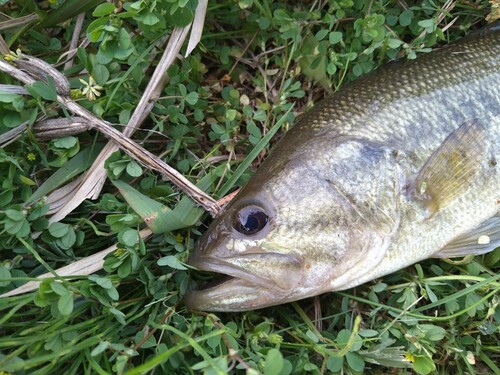 ラージマウスバスの釣果