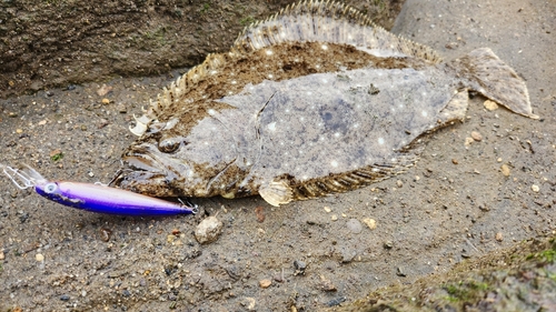 ヒラメの釣果