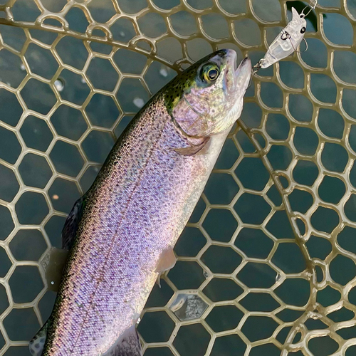 ニジマスの釣果