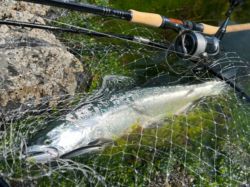 サクラマスの釣果