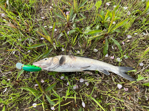 ニゴイの釣果