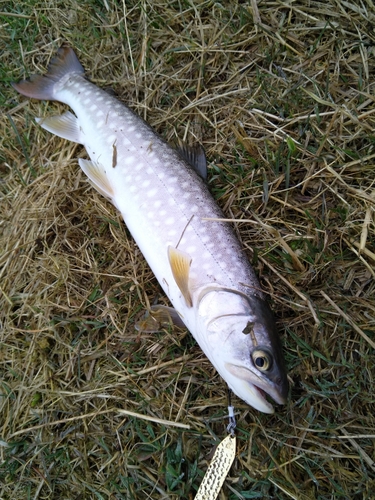 アメマスの釣果