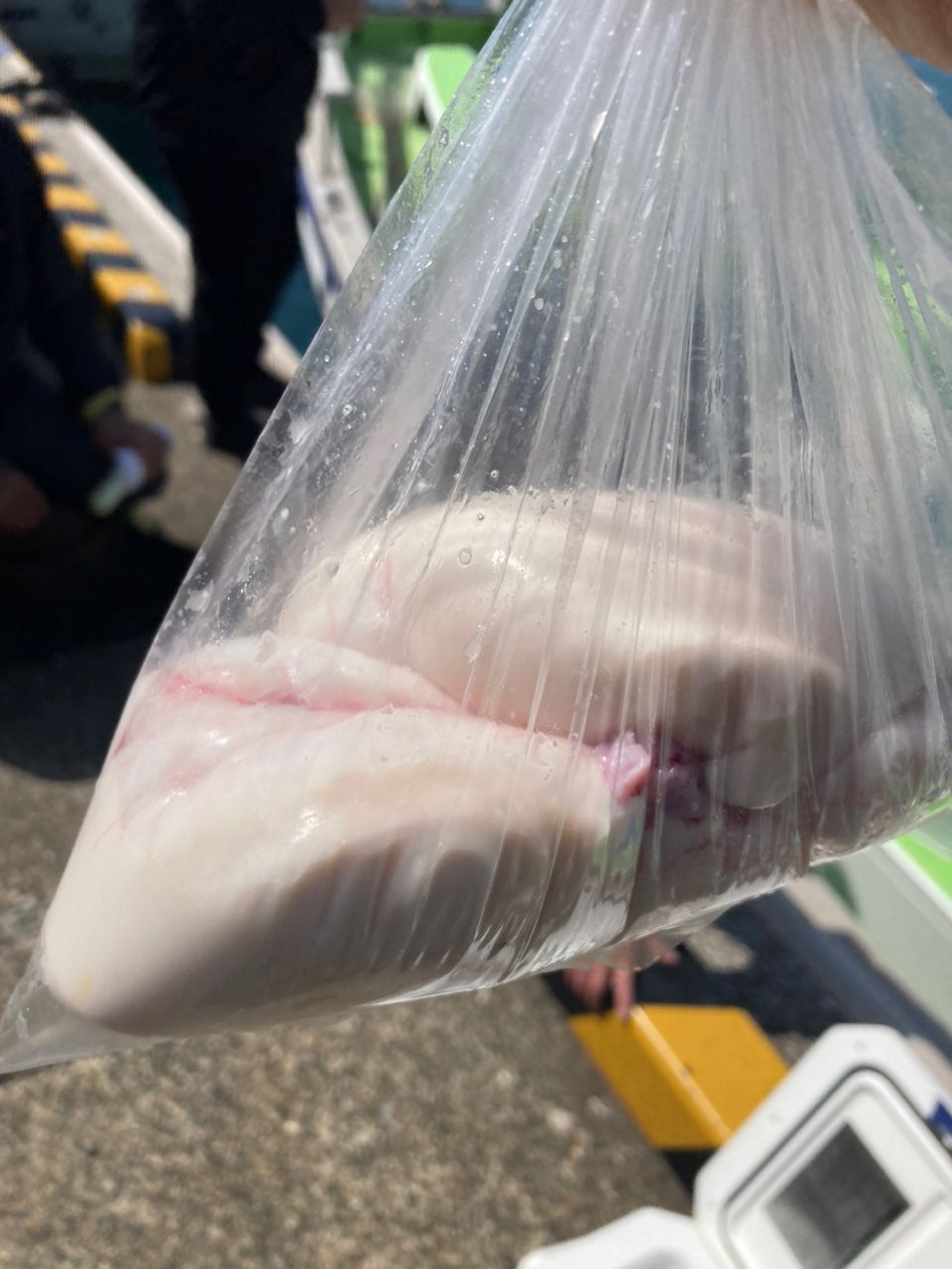 ジーケンさんの釣果 3枚目の画像