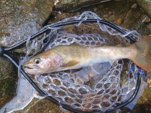 イワナの釣果