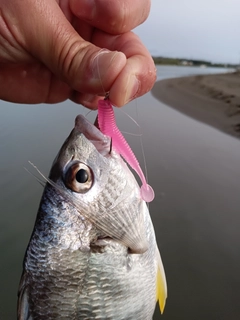 キビレの釣果