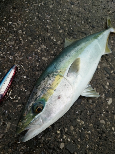 ハマチの釣果