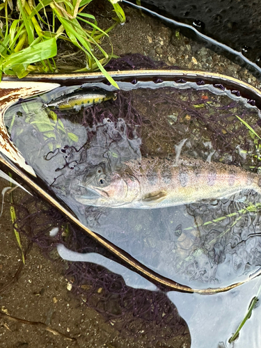 ヤマメの釣果