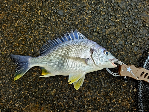 キチヌの釣果