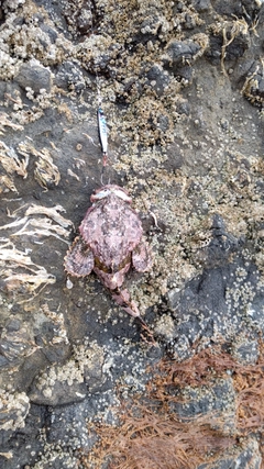 カジカの釣果