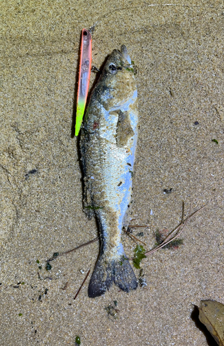 セイゴ（マルスズキ）の釣果