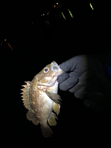 エゾメバルの釣果