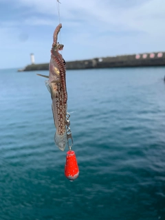 クツワハゼの釣果