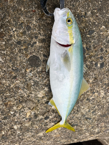 ワカシの釣果