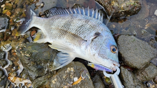 キビレの釣果