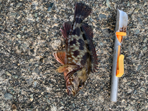 カサゴの釣果